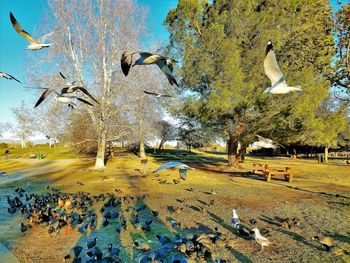 View of birds flying over lake