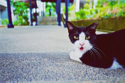 Close-up portrait of cat