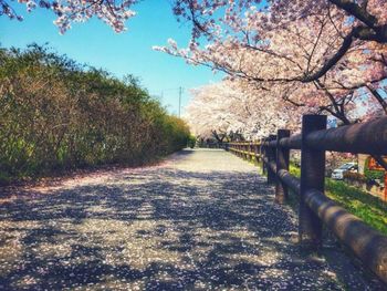 Scenic view of cherry blossom by trees against sky