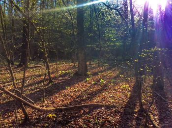 Sun shining through trees