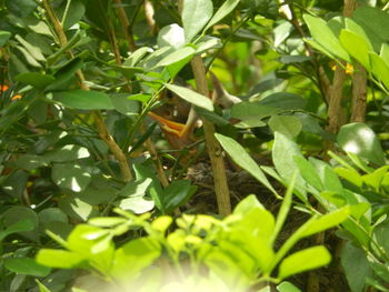 Close-up of green plants