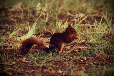Squirrel on the med meadow 
