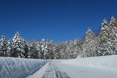 Snow covered plants against sky