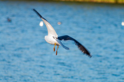 Seagull flying over sea