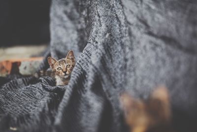 Portrait of cat on blanket
