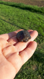 Close-up of hand holding small