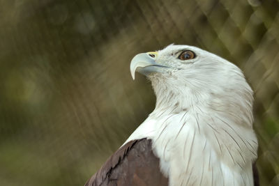 Close-up of eagle