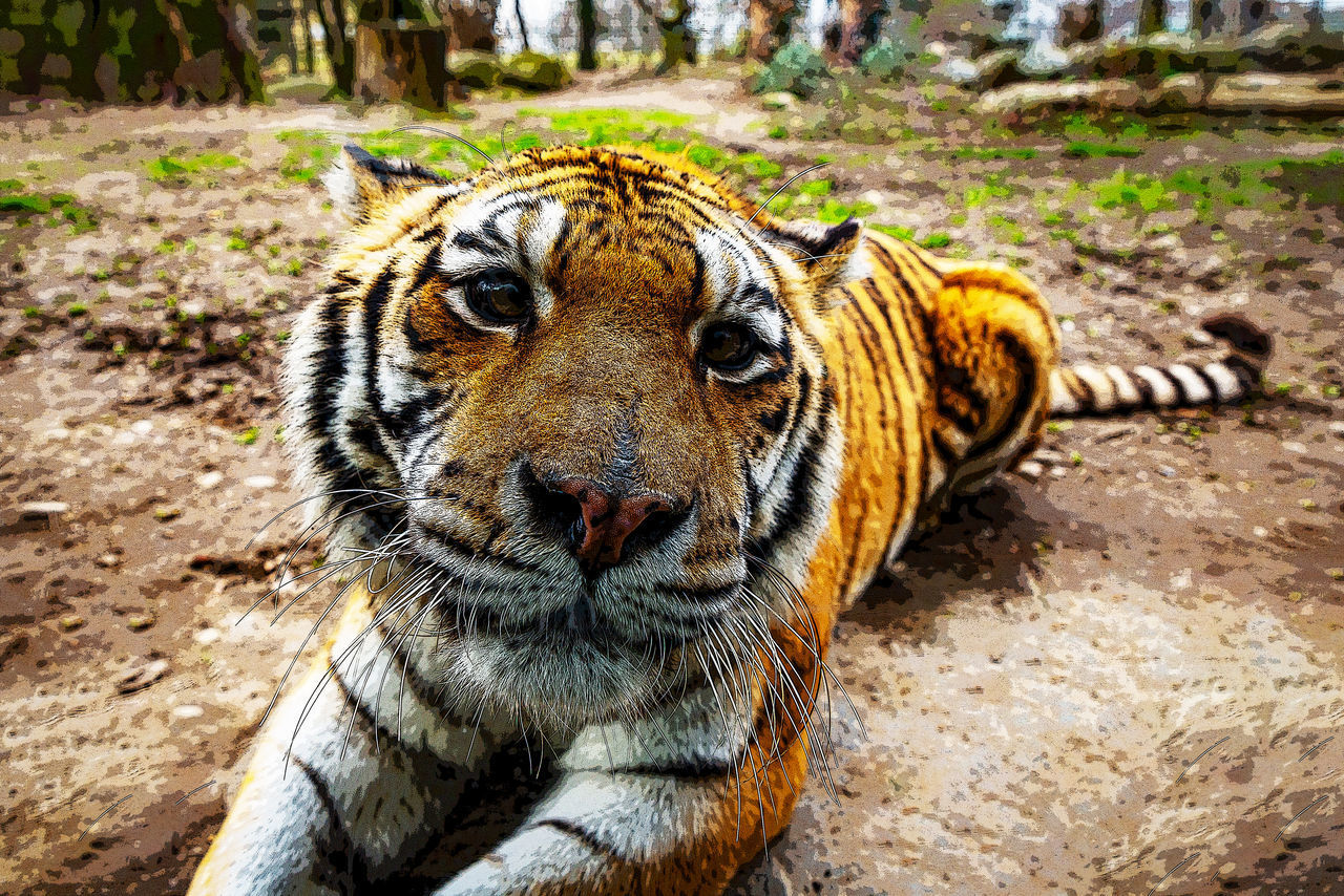 CLOSE-UP PORTRAIT OF A TIGER