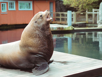 Close-up of sea lion