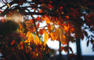 Close-up of autumn leaves against sky