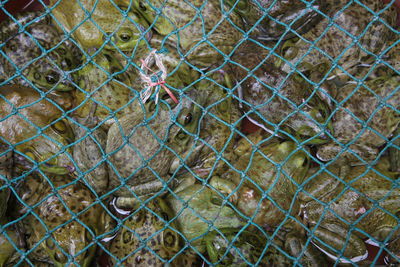 Full frame shot of fish in sea