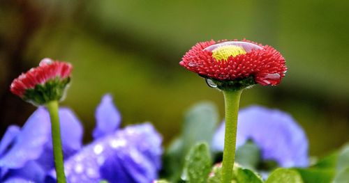 Close-up of pink flower