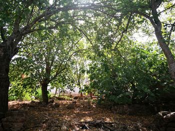 Trees in a forest