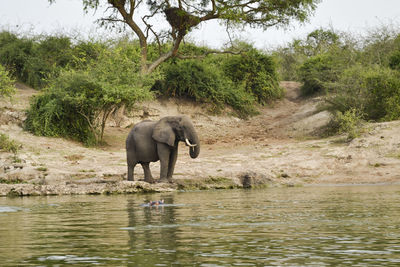 Elephant in the african savannah