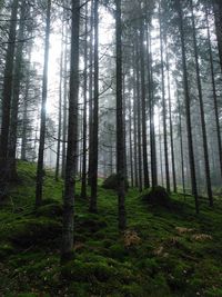 Blekinge forest