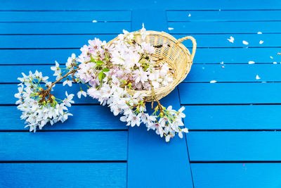 Close-up of white flowering plants on blue table