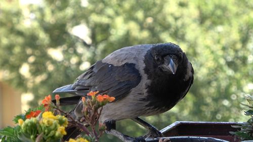 Close-up of bird perching on a plant