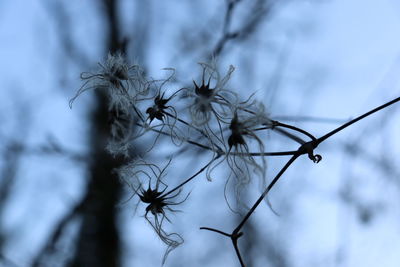 Close-up of dry plant