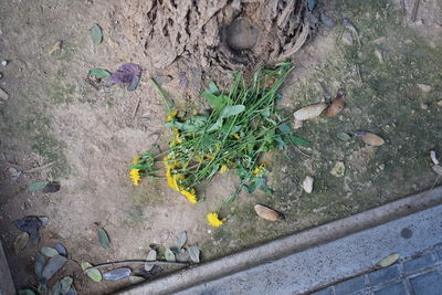 High angle view of flowering plants by rocks