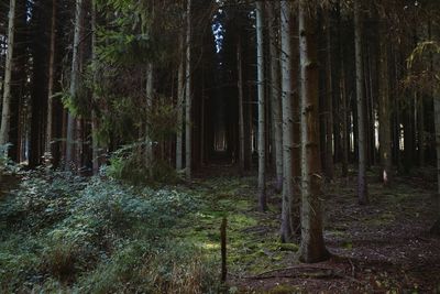 View of trees in the forest