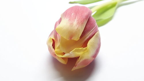 Close-up of flower over white background