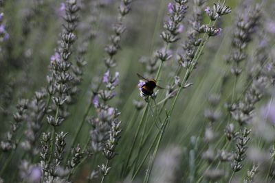 Close-up of insect on plant