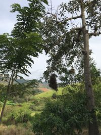 Trees on landscape against sky