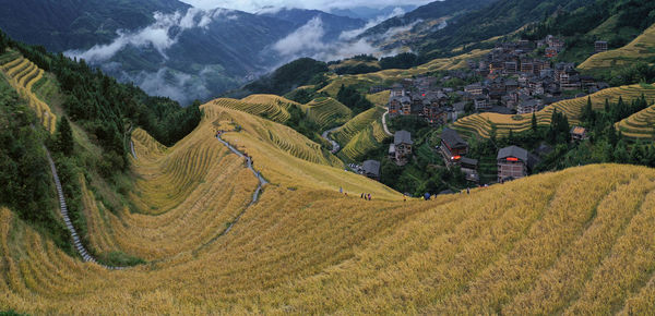 Dragon's back rice terrace in longji, china