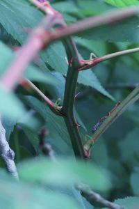 Close-up of spiked plant