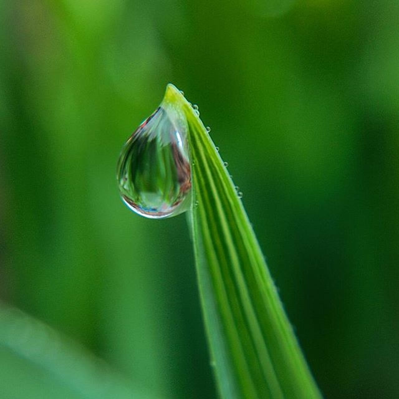 drop, close-up, water, focus on foreground, fragility, freshness, wet, green color, growth, selective focus, beauty in nature, nature, dew, plant, droplet, purity, leaf, stem, water drop, no people