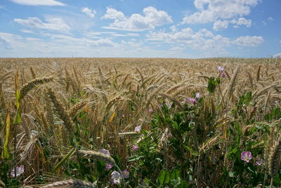 Crops growing on field against sky