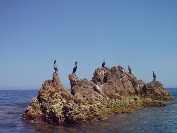 Birds perching on rock by sea against clear sky