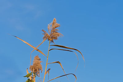 Low angle view of plant against clear blue sky