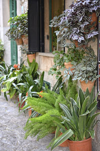 Close-up of potted plants against building