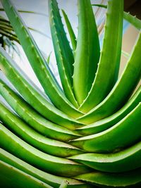 Close-up of succulent plant