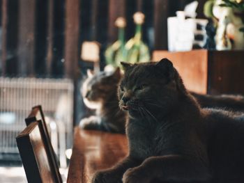 Cats resting on table at home