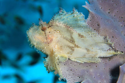 Close-up of fish underwater