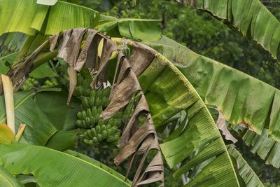 Close-up of green leaves on plant
