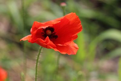 Close-up of red poppy flower