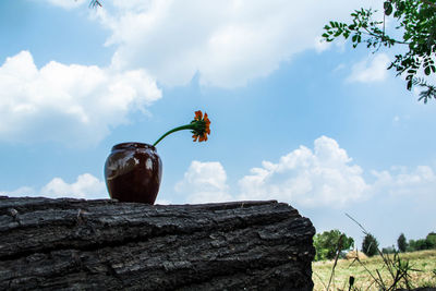 Low angle view of flowering plant against sky