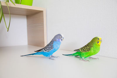 Close-up of birds perching on the wall