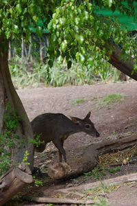 Horse on field against trees