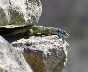 Close-up of lizard on rock