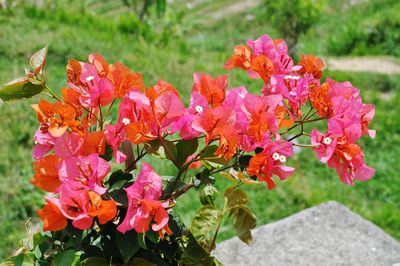 Close-up of pink flowers