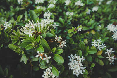 Close-up of flowering plant