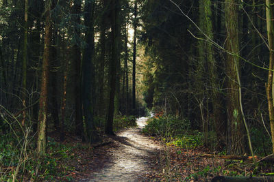 Footpath amidst trees in forest