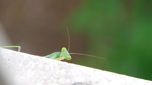 Close-up of insect on leaf