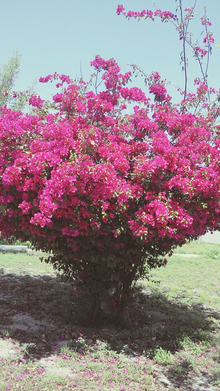 flower, tree, growth, freshness, beauty in nature, pink color, nature, fragility, blossom, park - man made space, grass, branch, tranquility, in bloom, blooming, tranquil scene, clear sky, springtime, field, plant