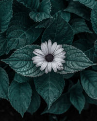 High angle view of flowering plant