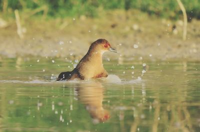 Duck swimming in lake